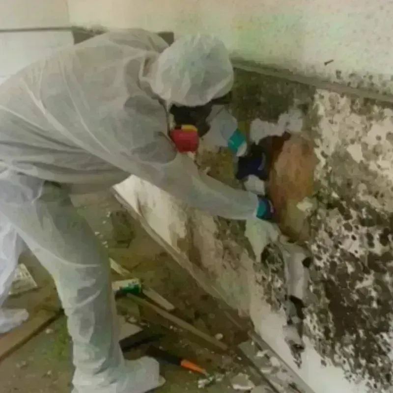 Mold Remediation and Removal in Big Bass Lake, PA